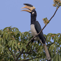 Malabar Pied-Hornbill